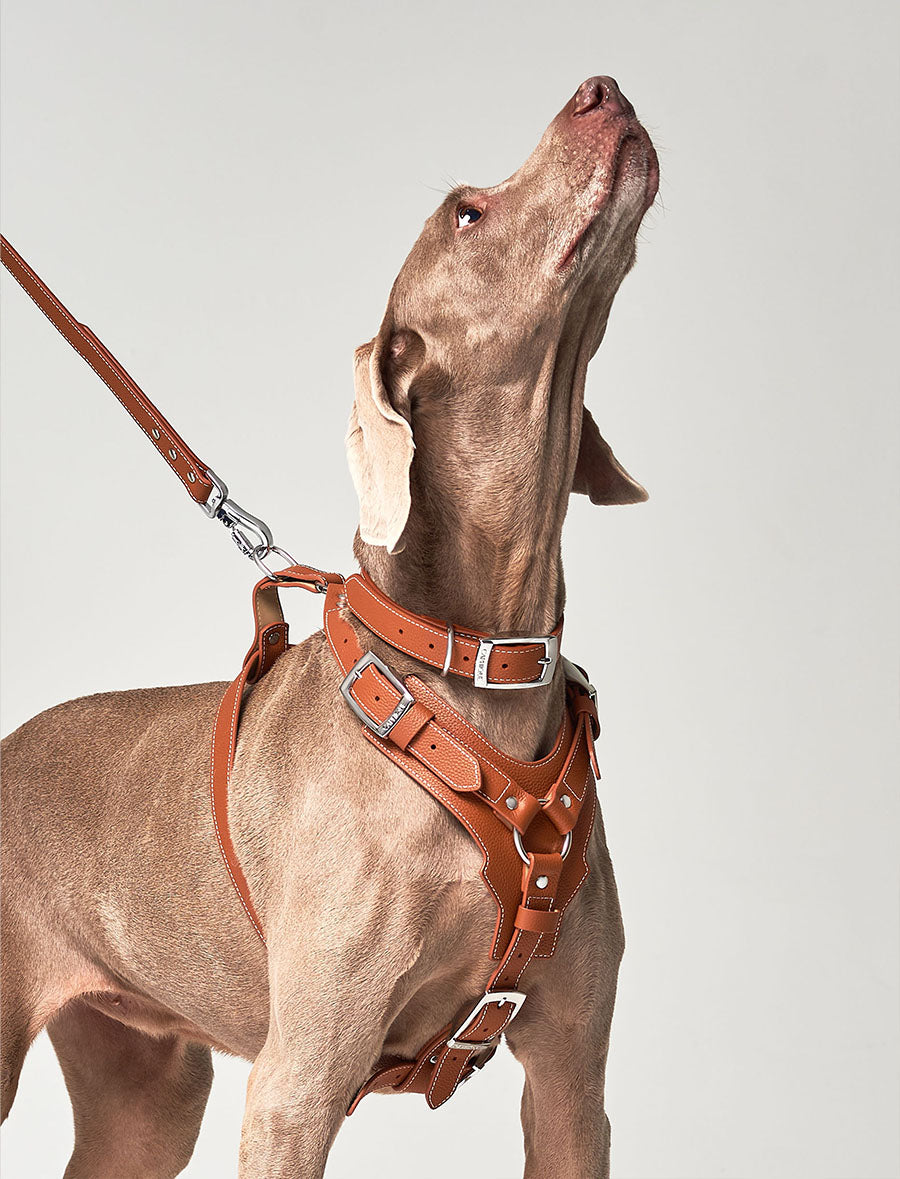 The Prince Premium Dog Collar